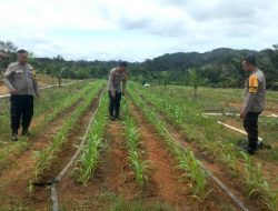 POLSEK TUMBANG TITI EVALUASI PROGRAM TUMPANG SARI JAGUNG HIBRIDA DI LAHAN KELAPA SAWIT