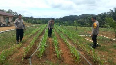 POLSEK TUMBANG TITI EVALUASI PROGRAM TUMPANG SARI JAGUNG HIBRIDA DI LAHAN KELAPA SAWIT