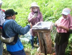 MADU LOKAL BERKUALITAS, HARAPKAN DUKUNGAN: CURHAT PETANI MADU KAYONG UTARA