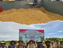 PANEN RAYA JAGUNG DI KETAPANG, DUKUNG PROGRAM KETAHANAN PANGAN NASIONAL
